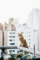Gato sobre el tejado