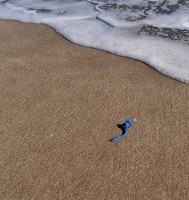 Un nudo en la playa