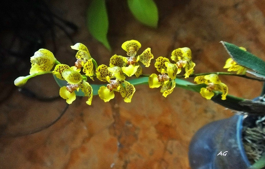"Gomesa paranaensi (orquideas nativas)" de Ana Giorno