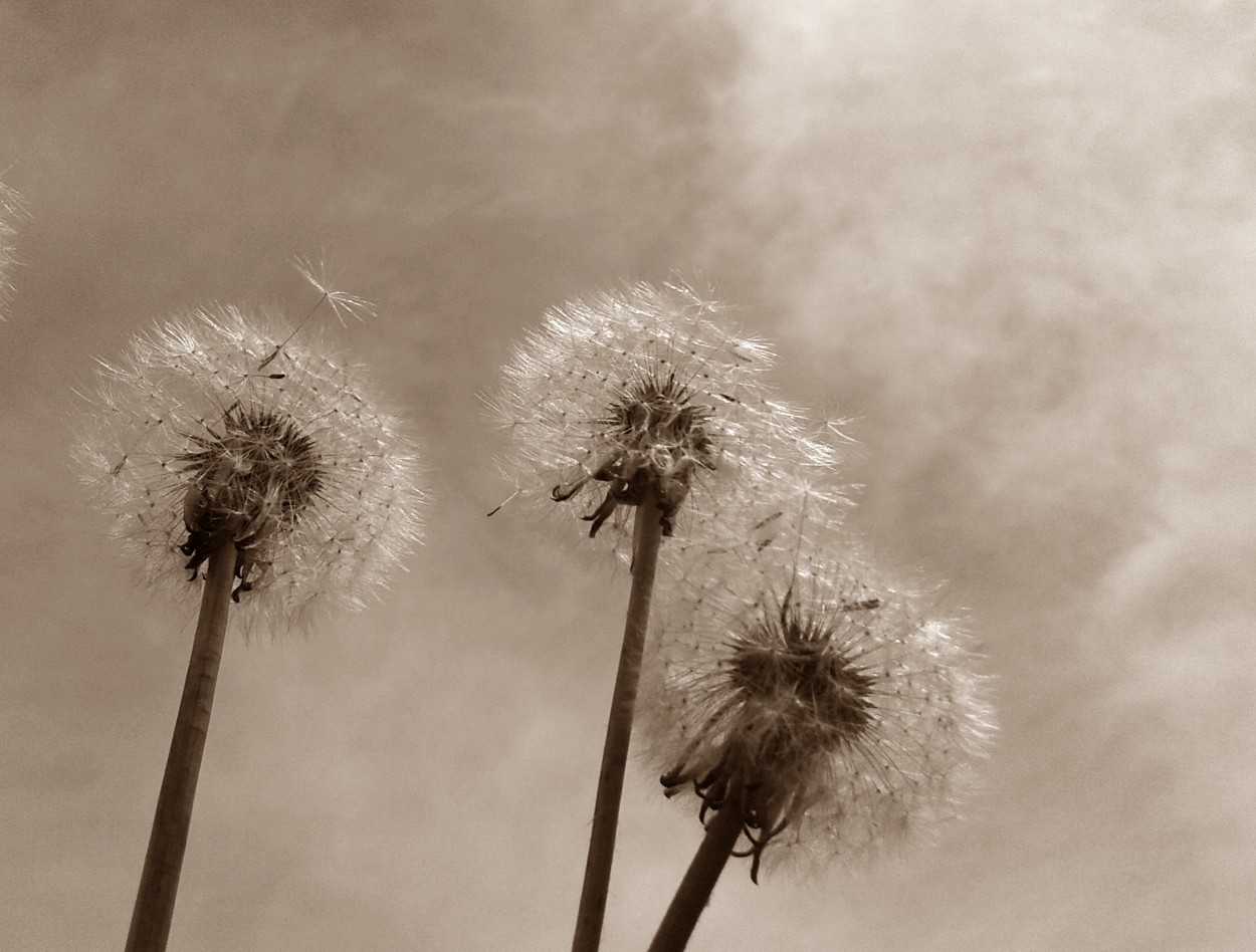 "Buscando nuevos vientos..." de Maria Isabel Hempe