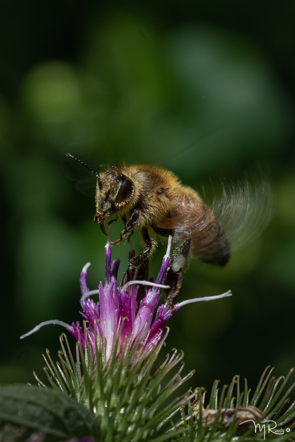 "abeja y flor" de Meire Rueda