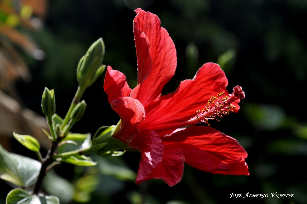 "hibiscus rojo" de Jose Alberto Vicente