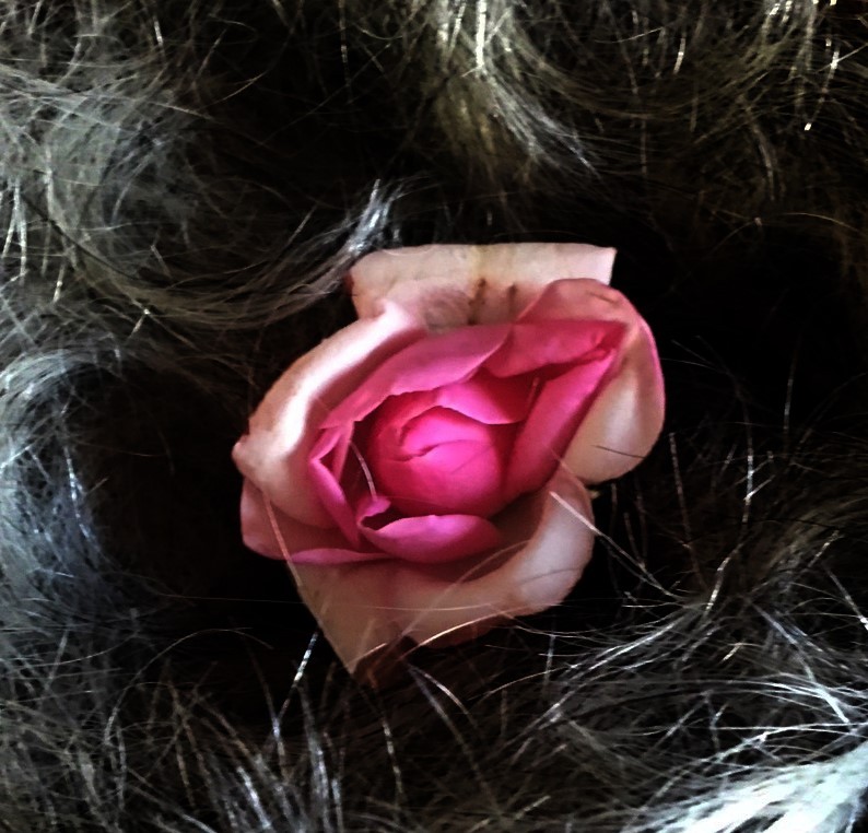 "rosa rosada" de Beatriz Di Marzio