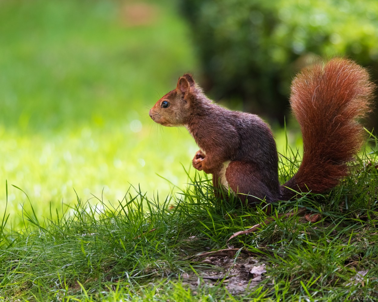 "nice squirrel" de David Roldn