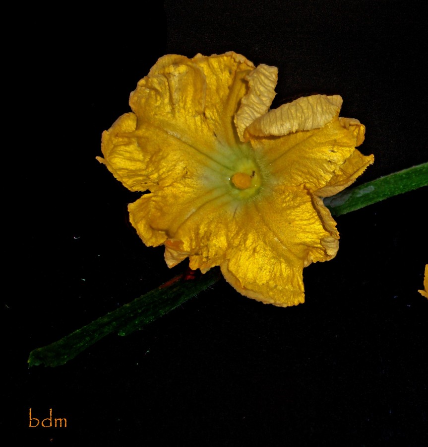 "flor de calabaza" de Beatriz Di Marzio
