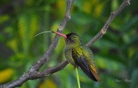 La lengua del colibr