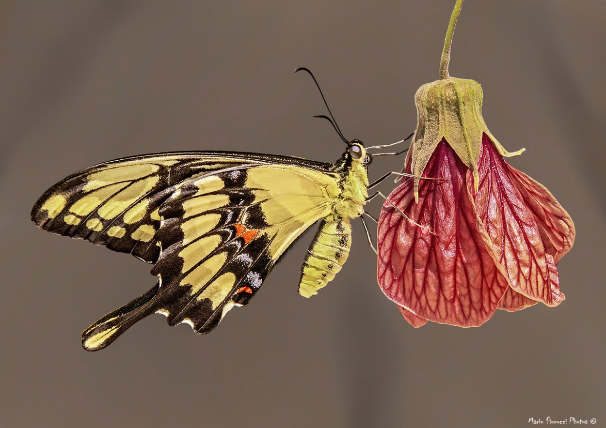 "Papilio Thoas butterfly" de Mario Gustavo Fiorucci
