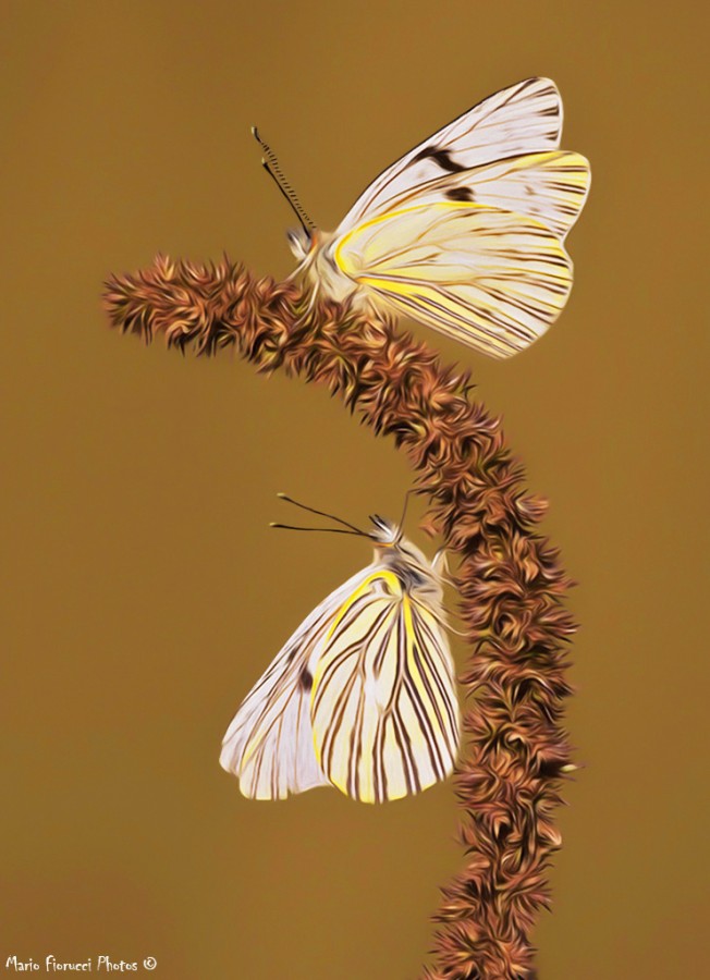 "Two butterflies" de Mario Gustavo Fiorucci