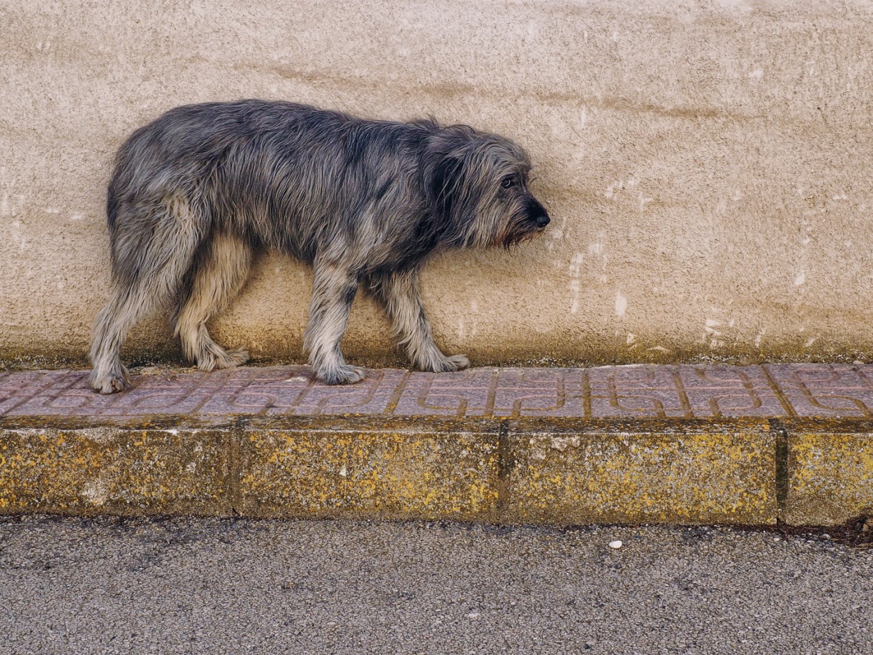 "Perro de la calle" de Francisco Jos Cerd Ortiz
