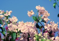 A suave cor da linda Primavera sob a.......