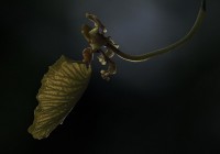Orquidea bailarina