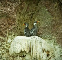 Pedestal y refugio de cormoranes grises
