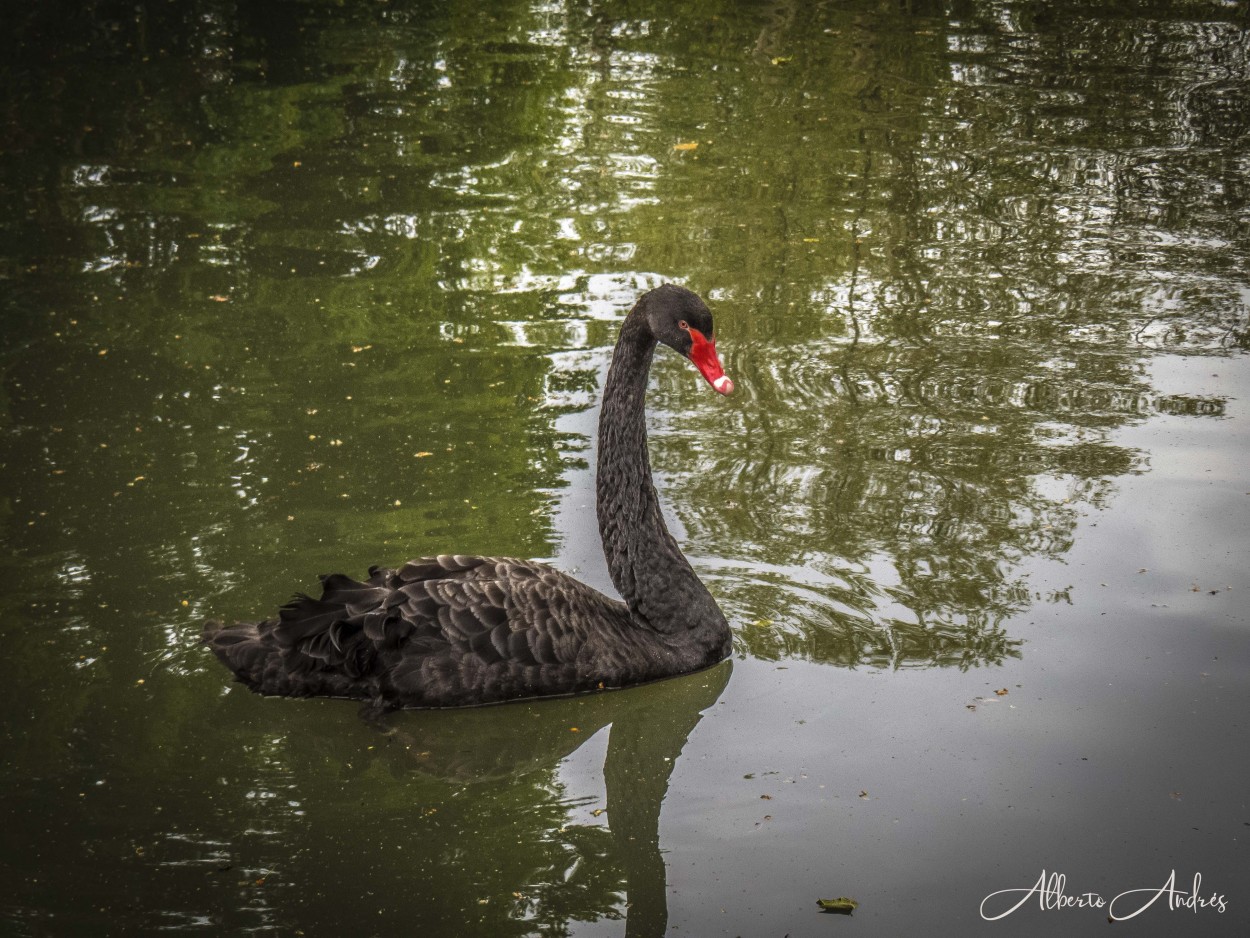 "El cisne negro" de Alberto Andrs Melo