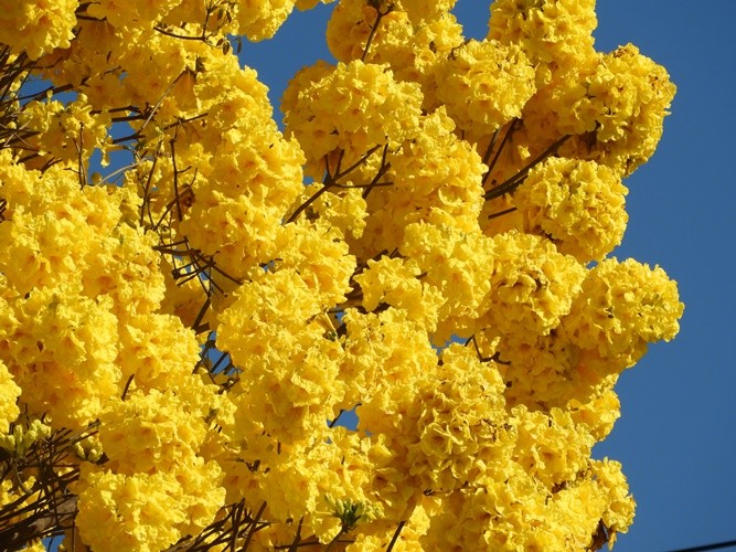 "` Ip-amarelo, a flor simbolo do Brasil......" de Decio Badari