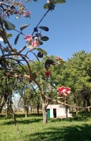 La planta de guayaba y sus flores