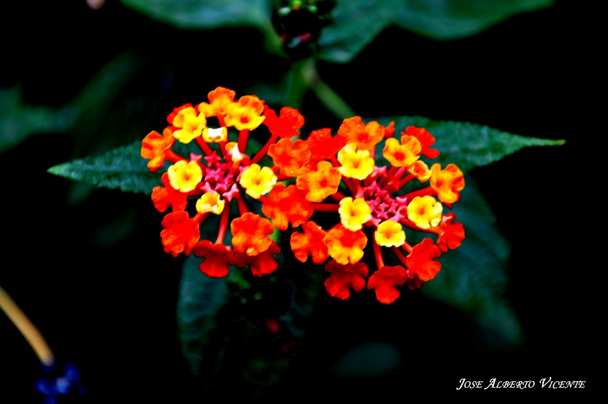 "flores" de Jose Alberto Vicente