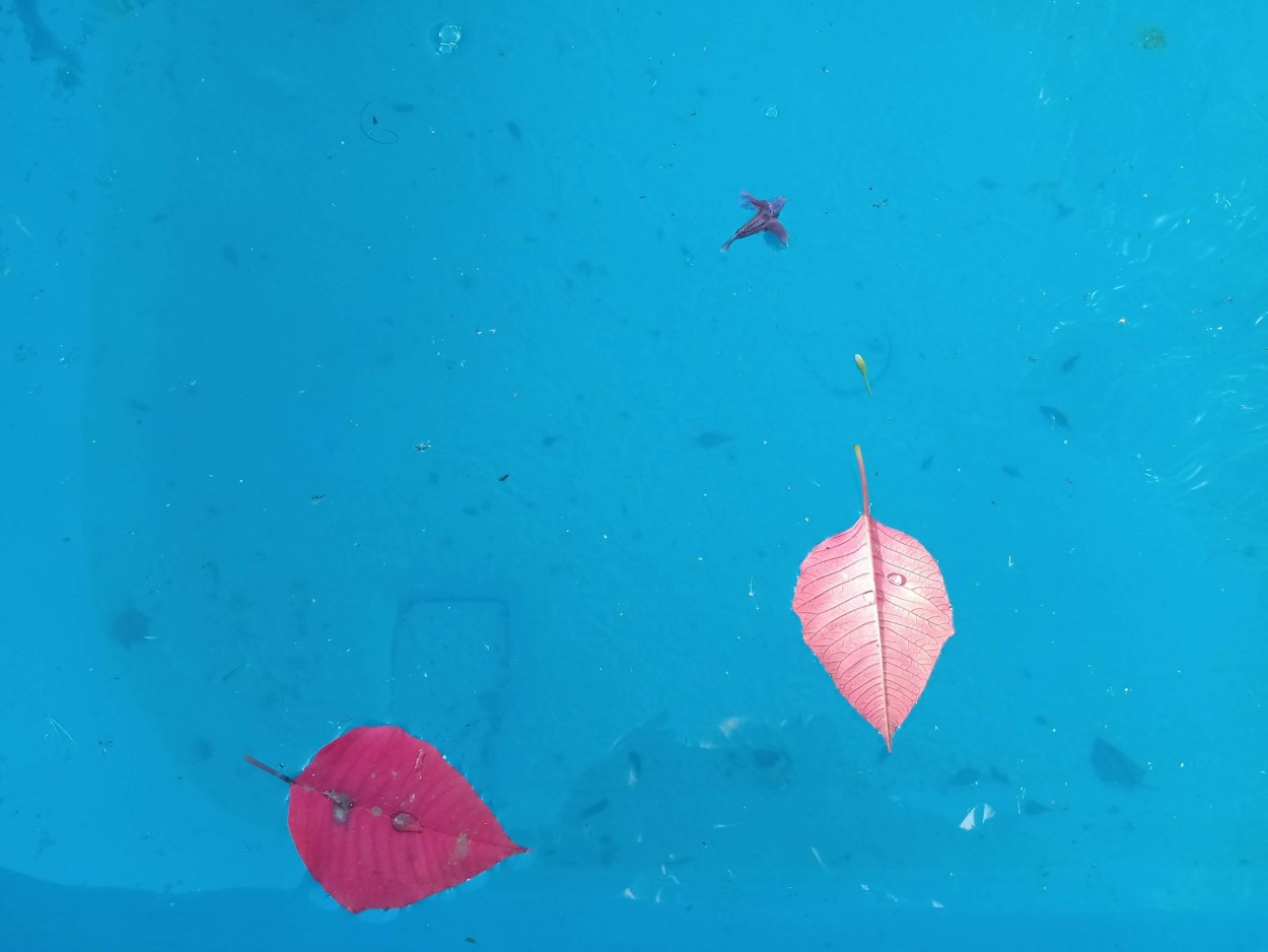 "Colores sobre el agua" de Vernica Dana