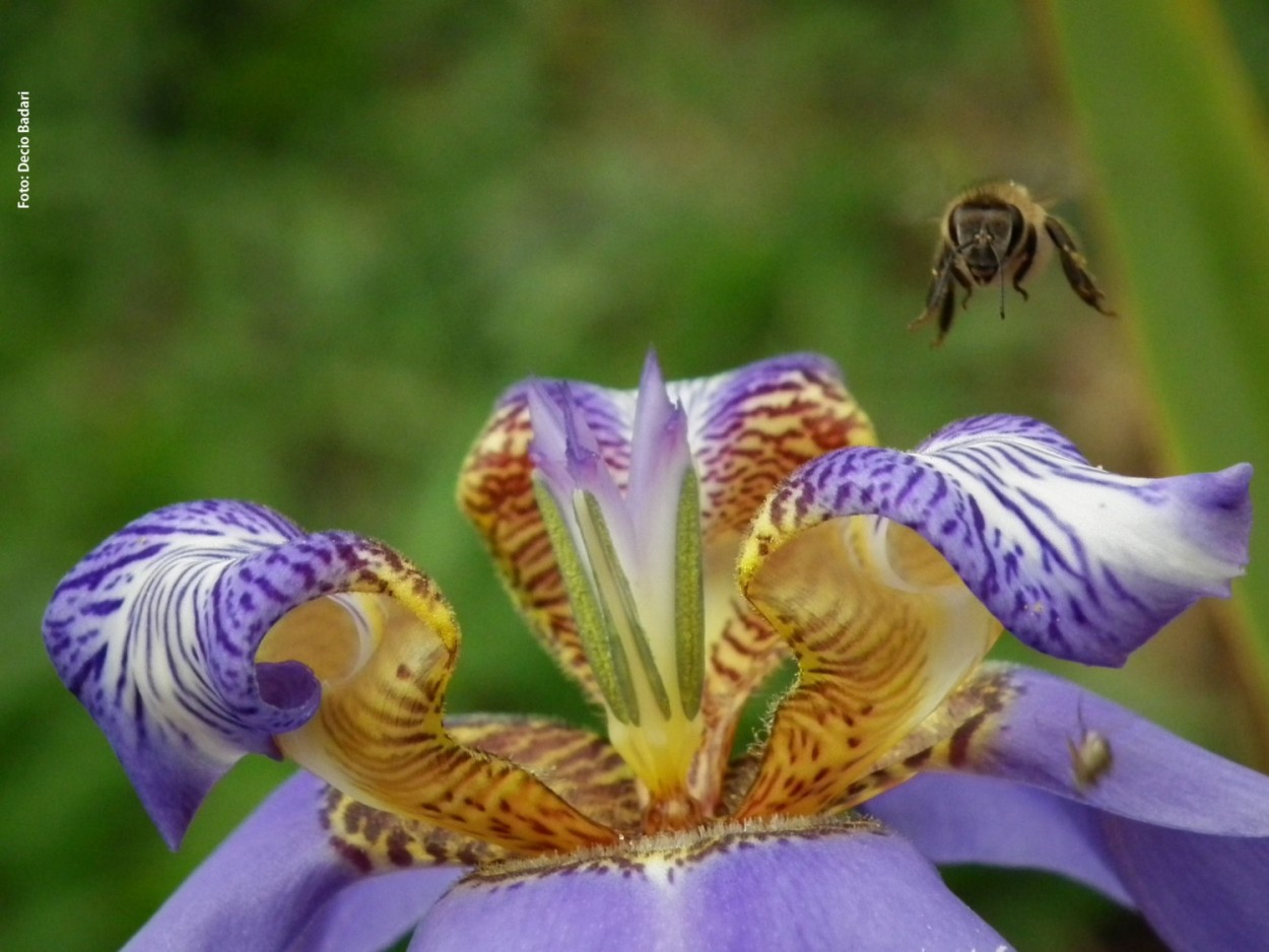 "Olhem a ` carinha ` da abelha antes da......" de Decio Badari