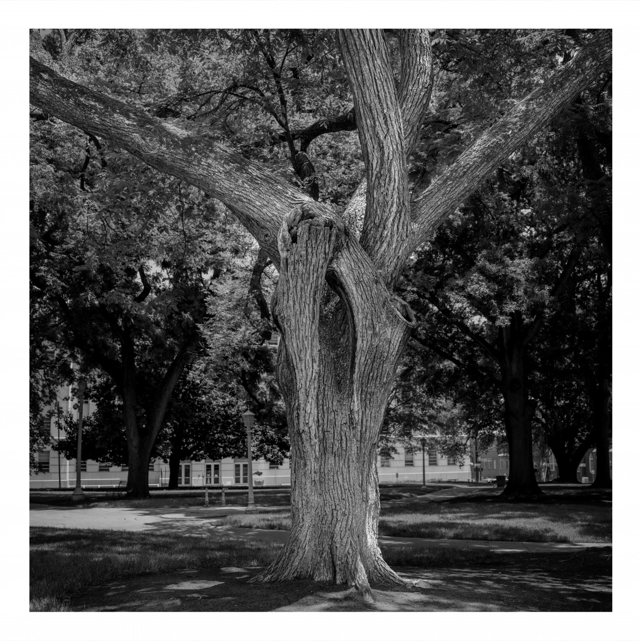 "My Tree" de Marcello Rodriguez Puebla