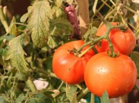 Os rico tomates, do nosso jardim/horta......