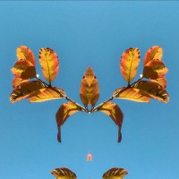 Folhas de Outono e o efeito ` mirror `