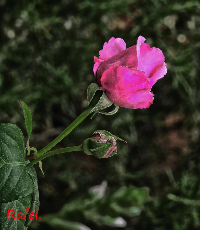 "Solo una rosa. Feliz dia." de Rafael Serrano Arguedas