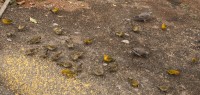 Canrios-da-terra machos ( amarelos ) e as.....