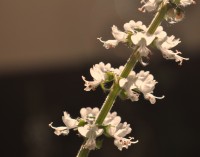 Pequenas flores do Manjerico ( albahaca )......