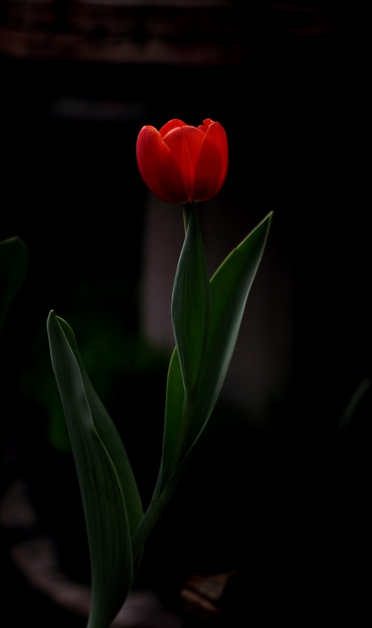 "suave como tulipn" de Celeste Berutti