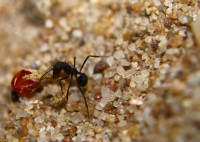 La hormiga