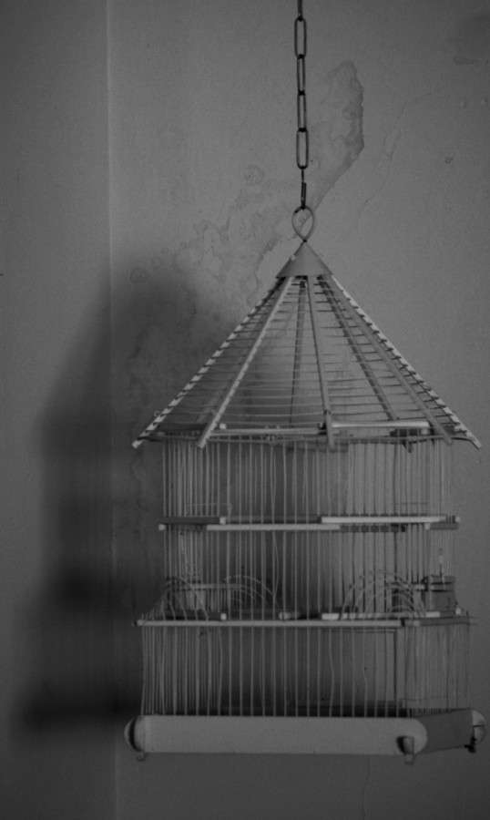 "Nesta gaiola, nunca esteve presa uma ave !......" de Decio Badari