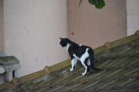 el gato sobre el tejado