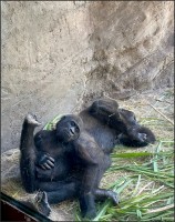 El sueño de los Chimpancés...