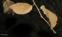 Ultimas hojas del otoo