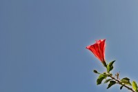 O florescer da flor do hibisco e seu significado..