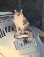 Uma pose felina no ` Fusco ` abandonado....