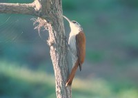 Arapau-de-cerrado busca alimento em tronco de....