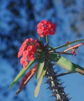 Coroa-de-Cristo ( Euphorbia milii )