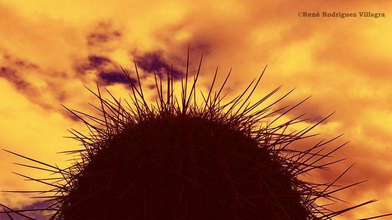 "Retrato ntimo a un cactus punensis..." de Rene Rodriguez Villagra