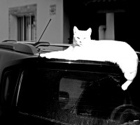P & B facil, gato branco, carro preto !