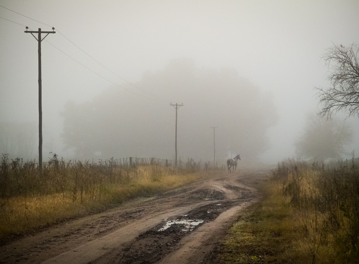 "Un caballo en la niebla" de Fernando Valdez Vazquez