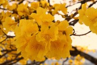 Flores do Ip-amarelo ( Handroanthus albus )......