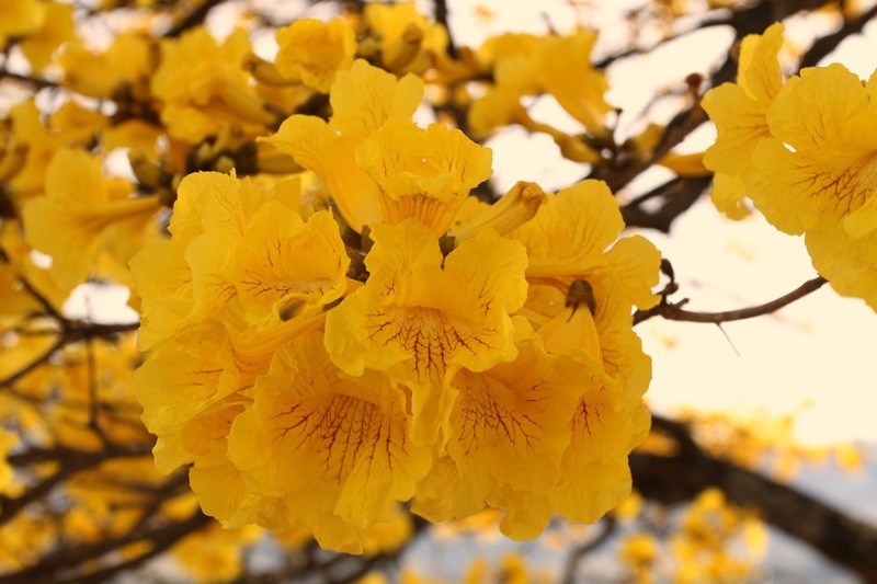 "Flores do Ip-amarelo ( Handroanthus albus )......" de Decio Badari
