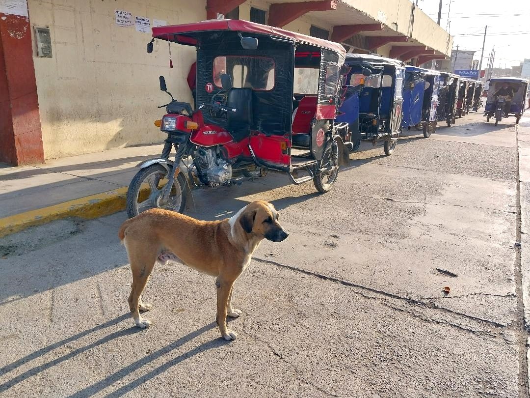 "El perro y las moto-taxis" de Jos Luis Mansur