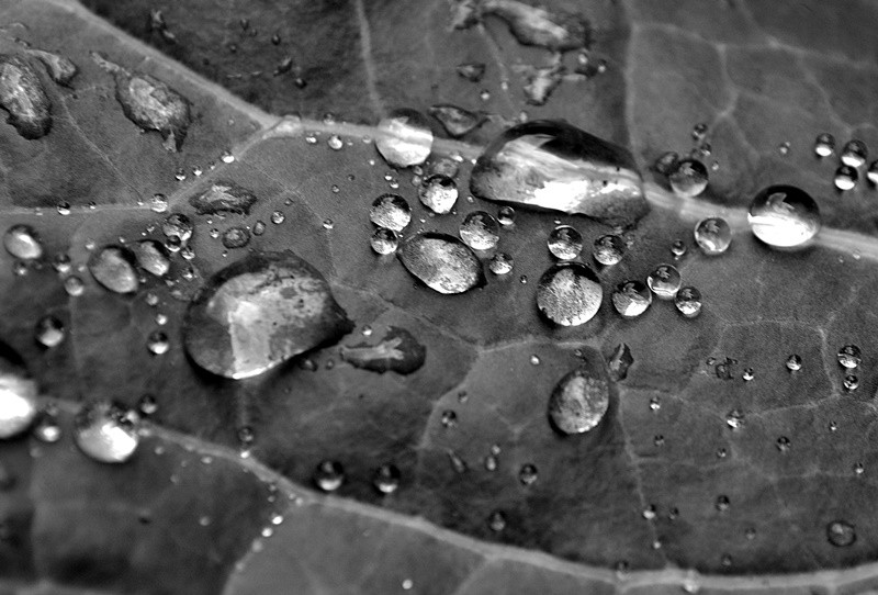 "Em dia de muitas chuvas, buscando motivos......" de Decio Badari