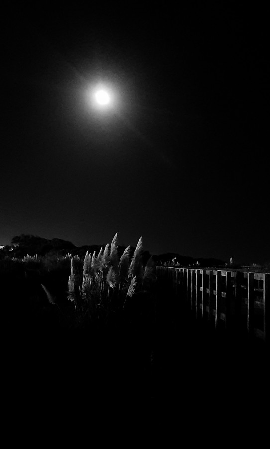 "Luna llena en la Reserva" de Juan Carlos Viegas