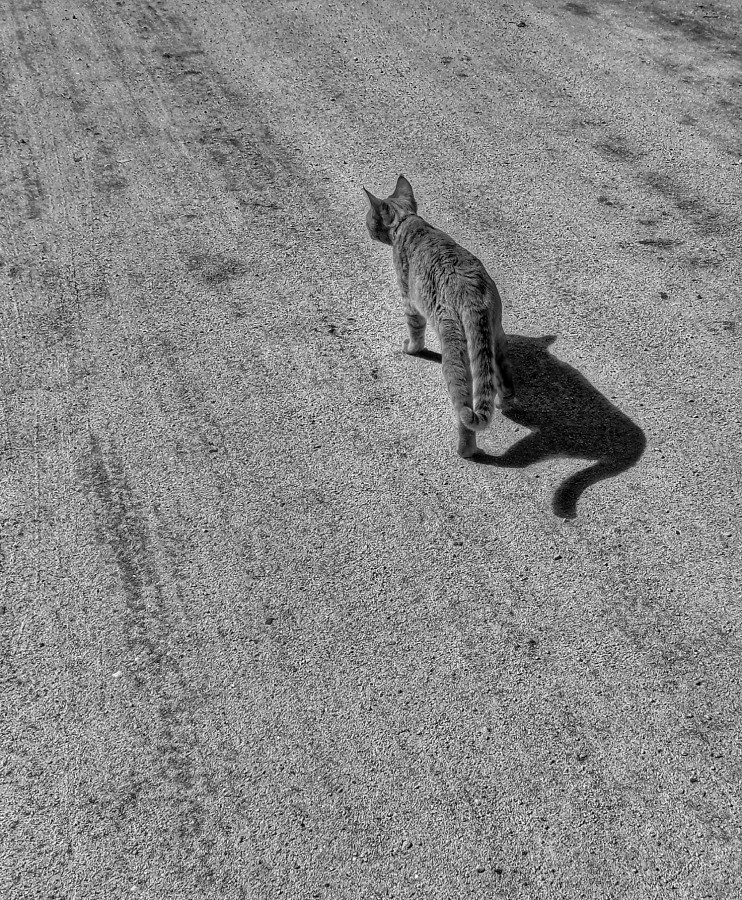 "Gato y sombra, pasean" de Roberto Guillermo Hagemann
