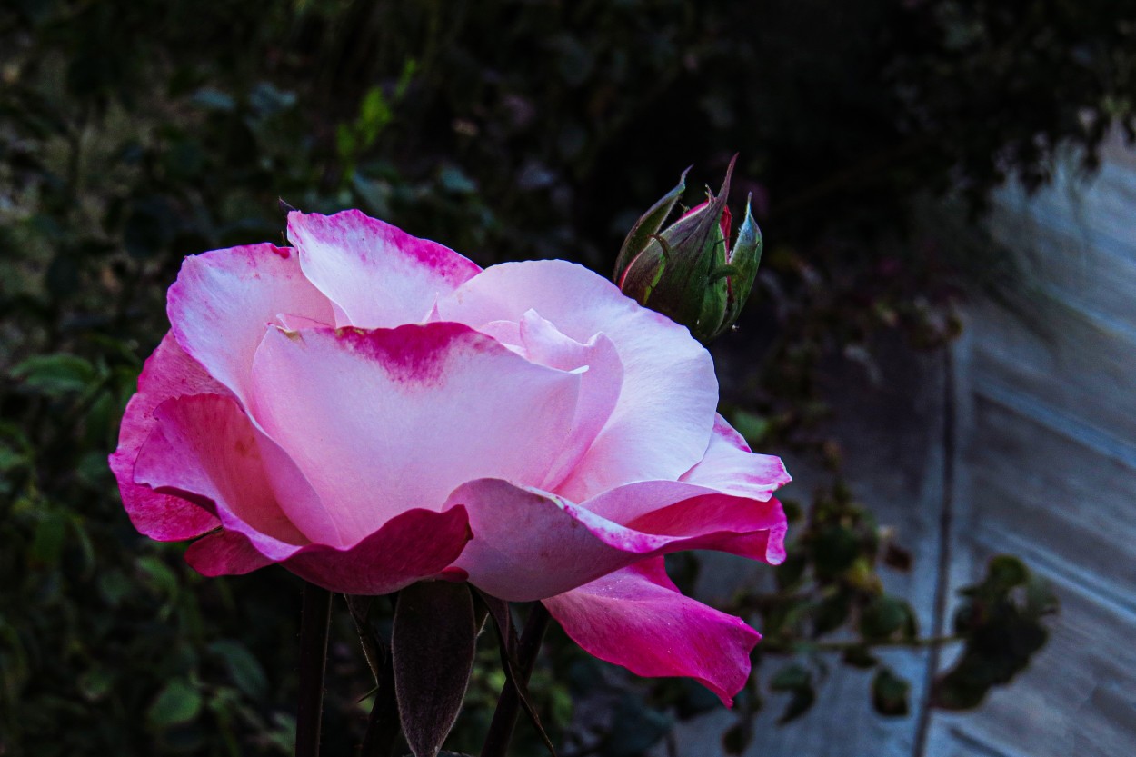 "`Rosa, rosa....`" de Iris Elizabeth Scotto