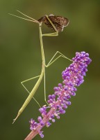 Mantis religiosa palo y mariposa