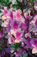 A azaleia (Rhododendron simsii)...fv. ler.......
